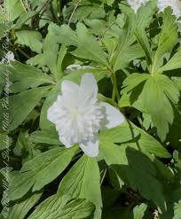 Attēlu rezultāti vaicājumam “Anemone nemorosa leaf”