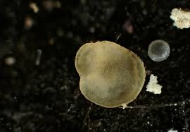 Attēlu rezultāti vaicājumam “Hyalorbilia inflatula”