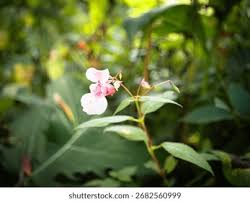 Attēlu rezultāti vaicājumam “Impatiens glandulifera flower”