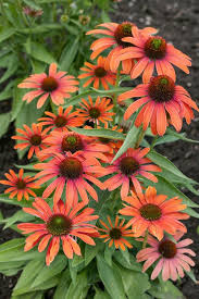 Image result for roter Sonnenhut