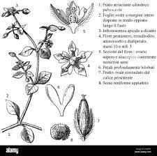 Attēlu rezultāti vaicājumam “Stellaria media flower”