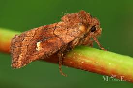 Attēlu rezultāti vaicājumam “Eriopygodes imbecilla”