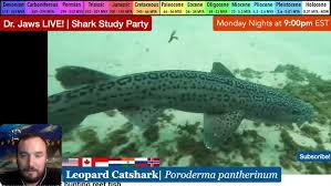 Image result for Poroderma pantherinum