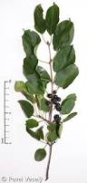 Attēlu rezultāti vaicājumam “Rhamnus cathartica”
