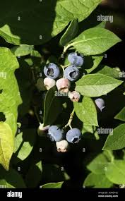 Attēlu rezultāti vaicājumam “Vaccinium myrtillus fruit”