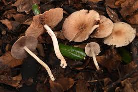 Attēlu rezultāti vaicājumam “Lycogala cf. oleocrystalliferum”