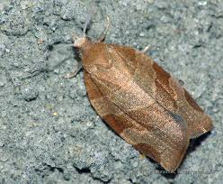 Attēlu rezultāti vaicājumam “Pandemis cinnamomeana”