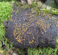 Attēlu rezultāti vaicājumam “Trichia scabra”