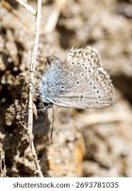 Attēlu rezultāti vaicājumam “Plebejus idas underside”