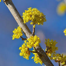 Attēlu rezultāti vaicājumam “Cornus mas”