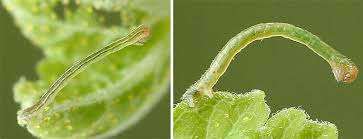 Attēlu rezultāti vaicājumam “Eulithis pyropata”