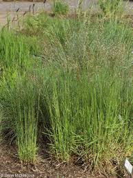 Attēlu rezultāti vaicājumam “Helictotrichon pubescens”