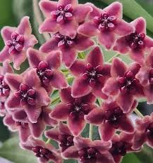 Attēlu rezultāti vaicājumam “Carex globularis flower”