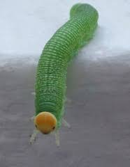 Attēlu rezultāti vaicājumam “Trichiosoma”