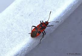 Attēlu rezultāti vaicājumam “Corizus hyoscyami imago”