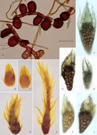 Attēlu rezultāti vaicājumam “Pohlia”