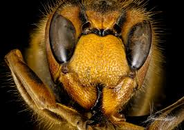 Attēlu rezultāti vaicājumam “Vespa crabro”