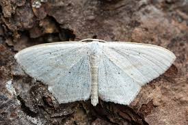 Attēlu rezultāti vaicājumam “Scopula floslactata imago”