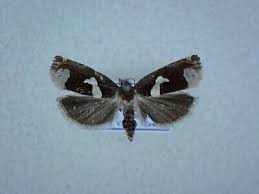 Attēlu rezultāti vaicājumam “Epiblema foenella”