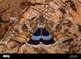 Attēlu rezultāti vaicājumam “Catocala fraxini”