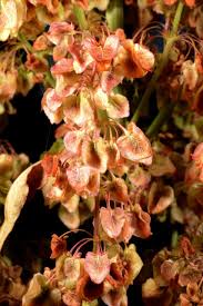 Attēlu rezultāti vaicājumam “Rumex aquaticus fruit”