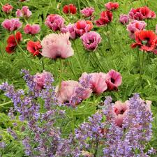 Image result for Papaver orientale