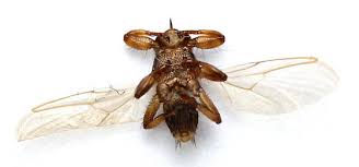 Attēlu rezultāti vaicājumam “Lipoptena cervi”