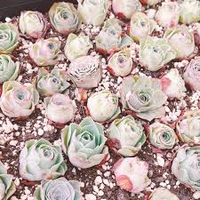 「花薔薇エルフ」の画像検索結果