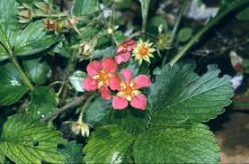 Attēlu rezultāti vaicājumam “Fragaria x ananassa flower”