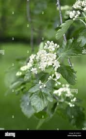 Attēlu rezultāti vaicājumam “Sorbus intermedia leaf”