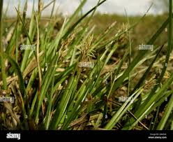 Attēlu rezultāti vaicājumam “Carex pilulifera”