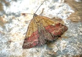 Attēlu rezultāti vaicājumam “Phytometra viridaria”