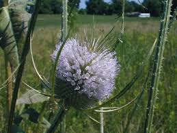 Image result for Dipsacus silvestris