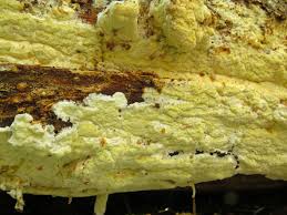 Attēlu rezultāti vaicājumam “Gloeoporus pannocinctus”