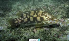 Image result for Labrus bergylta