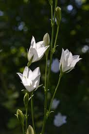 Attēlu rezultāti vaicājumam “Campanula persicifolia bud”