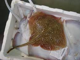 Image result for Raja montagui