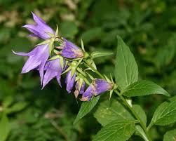 Attēlu rezultāti vaicājumam “Campanula latifolia”