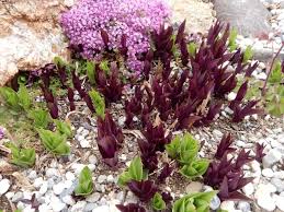 Attēlu rezultāti vaicājumam “Epirranthis diversata upperside”