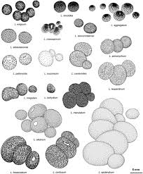 Attēlu rezultāti vaicājumam “Lycogala cf. oleocrystalliferum macro”