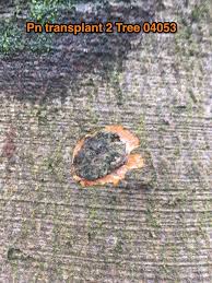 Attēlu rezultāti vaicājumam “Thelopsis rubella”