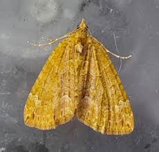 Attēlu rezultāti vaicājumam “Chloroclysta siterata”