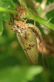 Attēlu rezultāti vaicājumam “Ephemera vulgata”