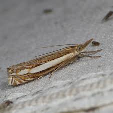 Attēlu rezultāti vaicājumam “Crambus silvella”
