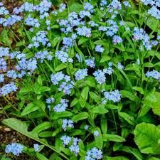 Image result for Vergissmeinnicht