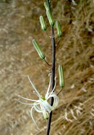 Attēlu rezultāti vaicājumam “Campylophyllum calcareum sporophyte”