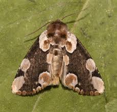 Attēlu rezultāti vaicājumam “Thyatira batis imago”