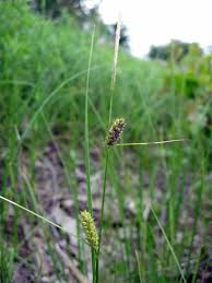 Attēlu rezultāti vaicājumam “Carex lasiocarpa fruit”