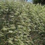 Attēlu rezultāti vaicājumam “Galium elongatum”