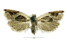 Attēlu rezultāti vaicājumam “Ancylis badiana”